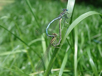 Common Blue Damselfly